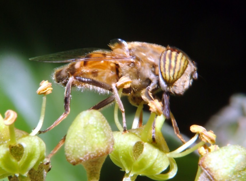 Le foto con il nuovo flash